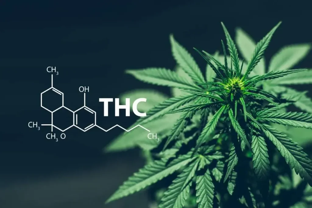 Understanding THC Metabolism and Detection