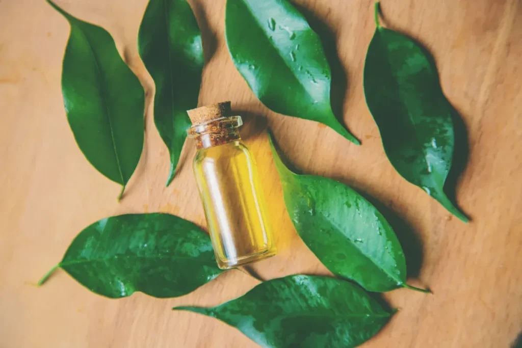 Tea Tree Oil For Scars: Amazing Relief Tips