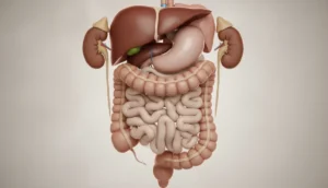 Illustration of the colon within the digestive system